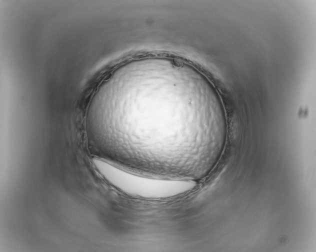 X0000090451494200708102037