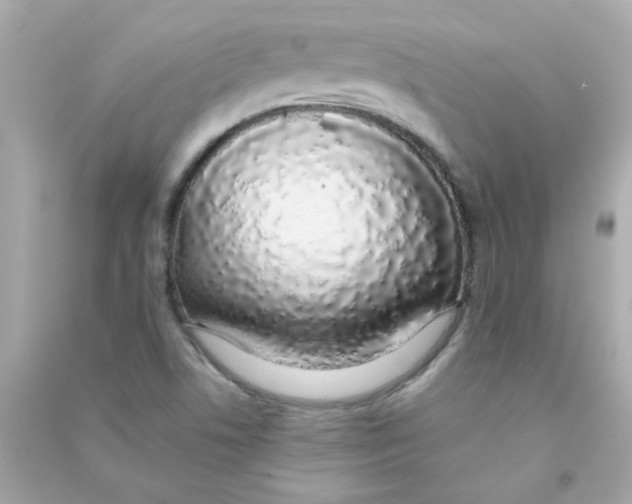 X0000090451506200708102038