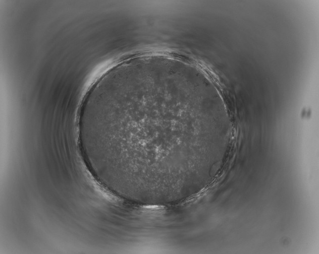 X0000090460053200707201342