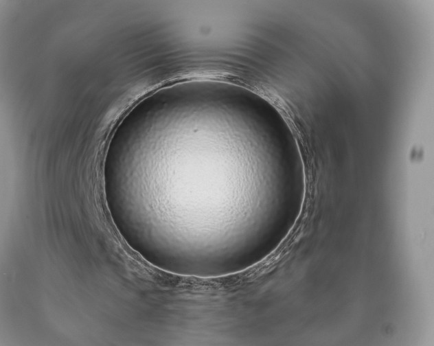 X0000090460337200707201338