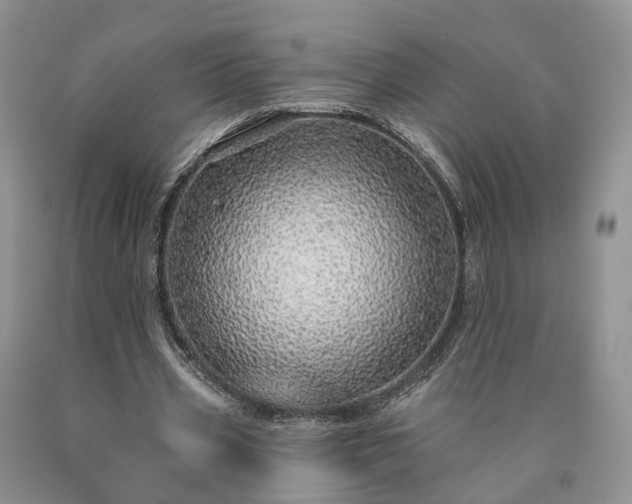 X0000090460533200707201336