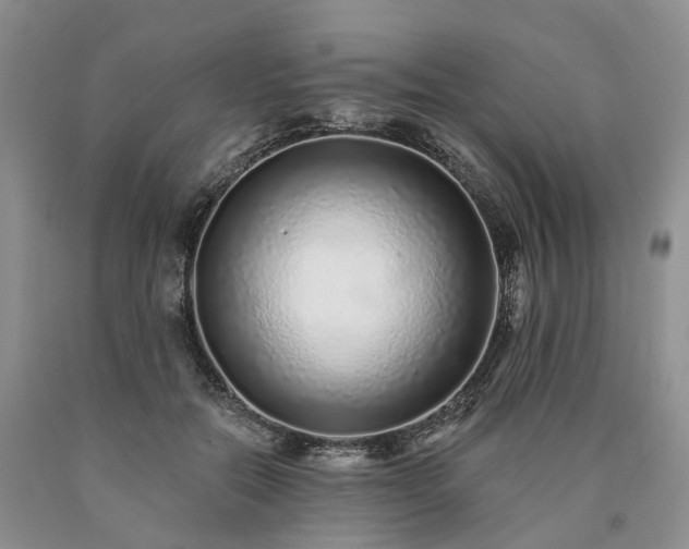 X0000090460554200707201336
