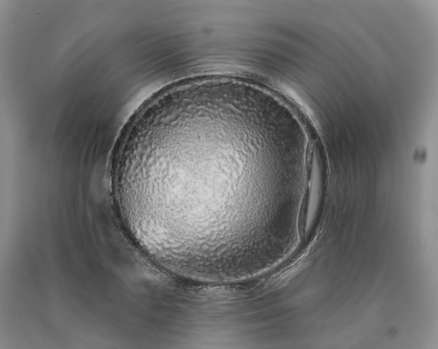 X0000090460883200707201332