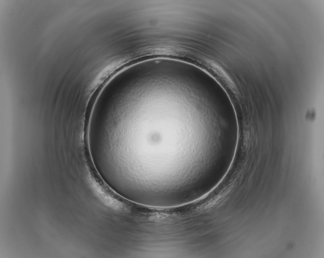 X0000090460938200707201331