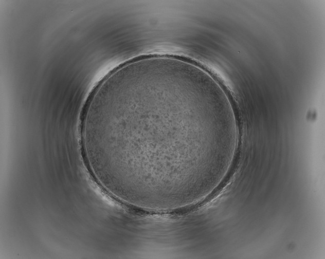 X0000090460990200707201330