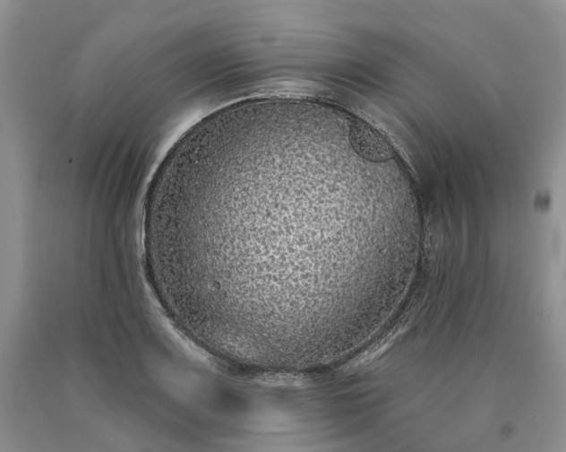X0000090461083200707201329