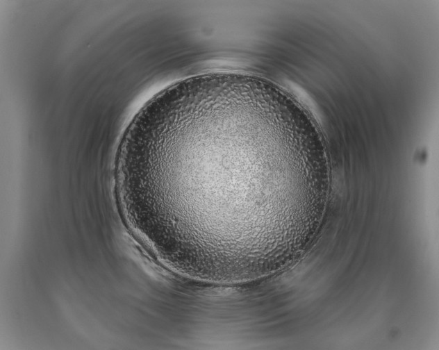 X0000090461435200707201325