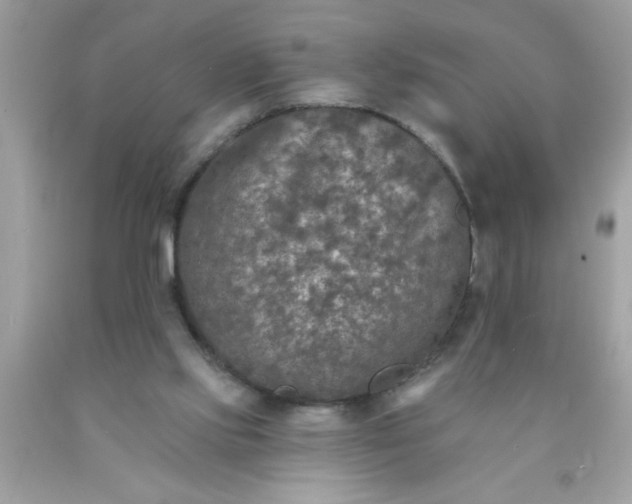 X0000090460061200707272245