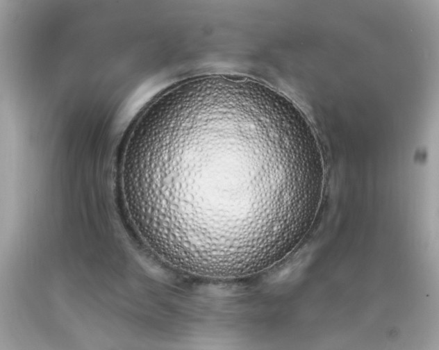 X0000090460103200707272245