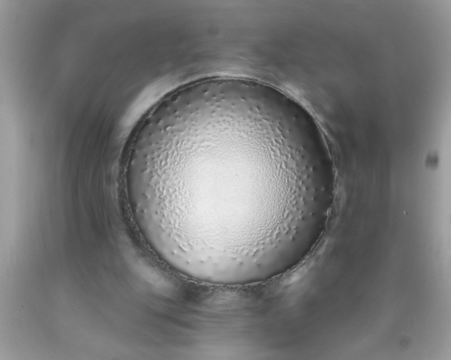 X0000090460151200707272244