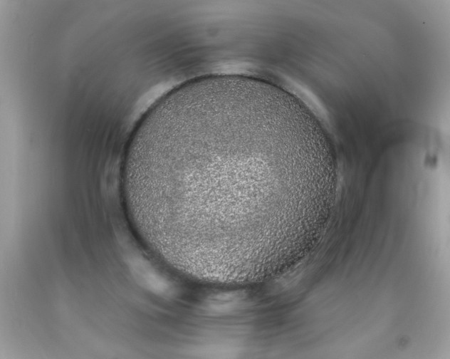 X0000090460155200707272244