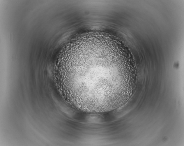 X0000090460175200707272244