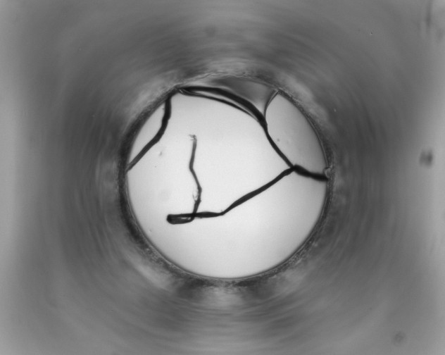 X0000090460250200707272243