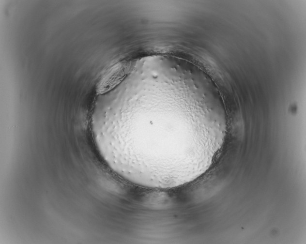 X0000090460374200707272242