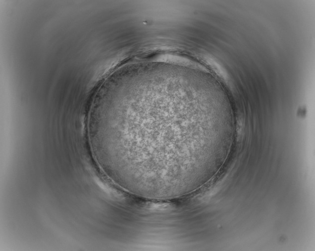 X0000090460401200707272241