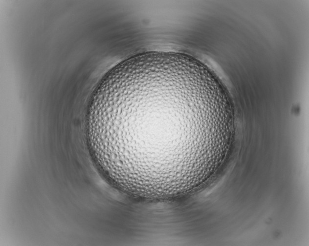 X0000090460433200707272240