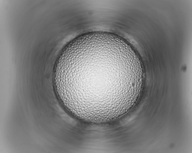X0000090460625200707272237