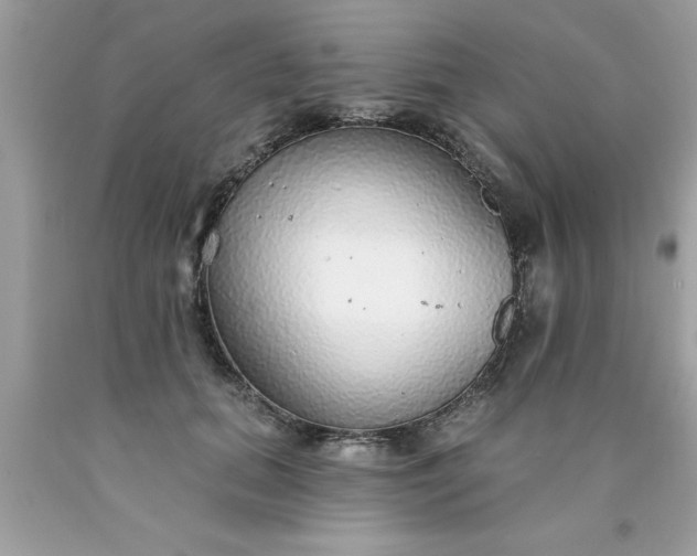 X0000090460655200707272238