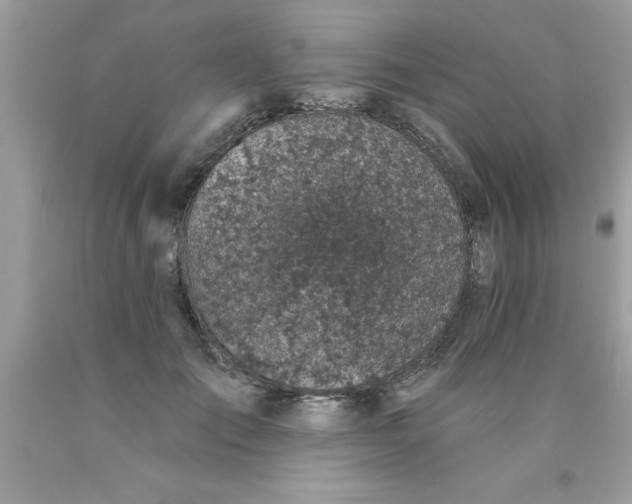 X0000090460701200707272237