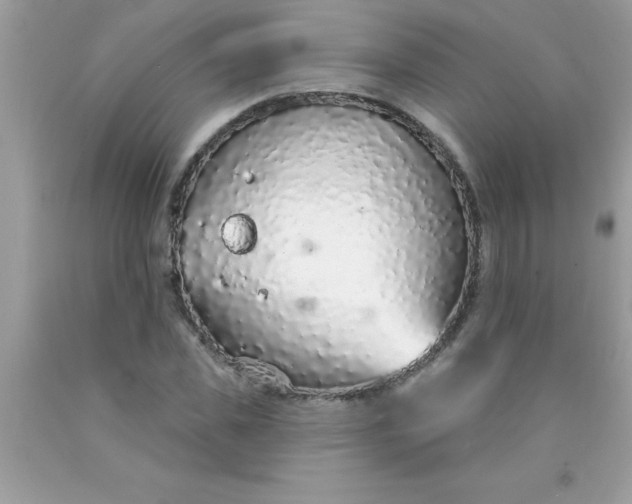 X0000090460925200707272233