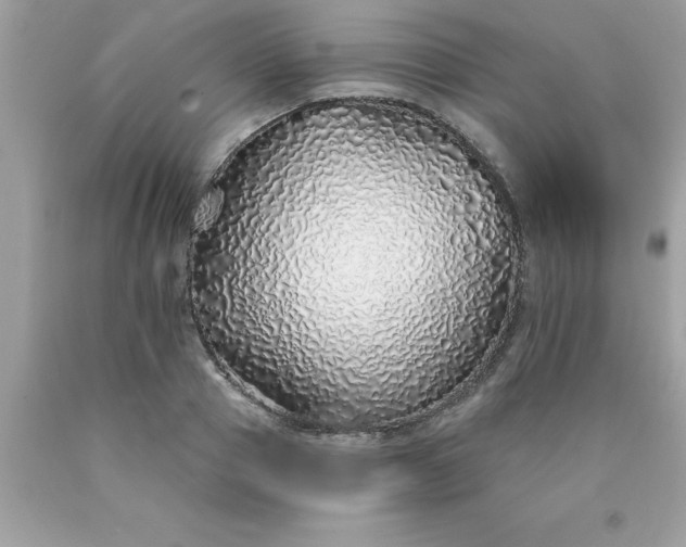 X0000090460937200707272233