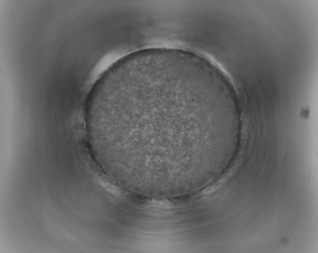 X0000090461215200707272230