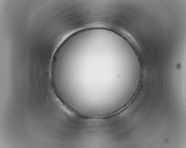 X0000090461236200707272230