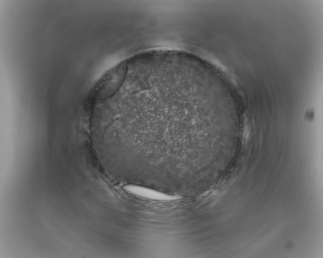 X0000090461255200707272229