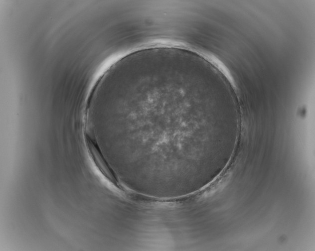 X0000090461381200707272228