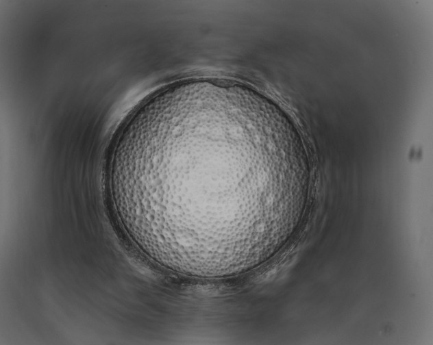 X0000090460103200708031250
