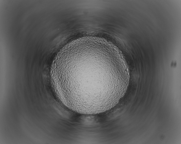 X0000090460181200708031250