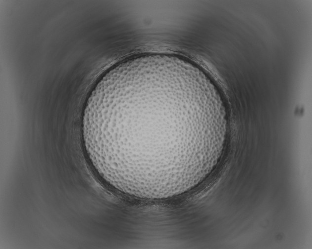 X0000090460433200708031245