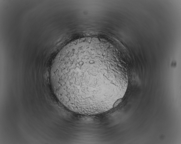 X0000090460523200708031244