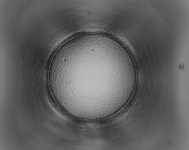 X0000090460533200708031243