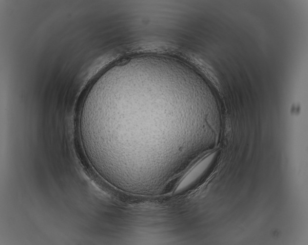 X0000090460578200708031243
