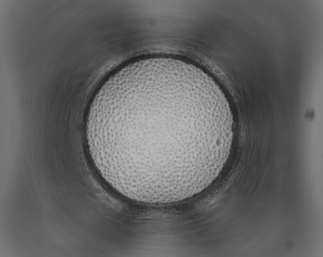 X0000090460625200708031242