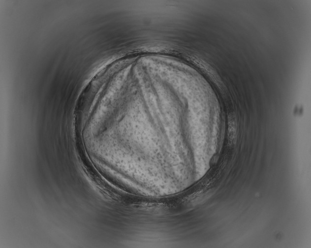 X0000090460626200708031242