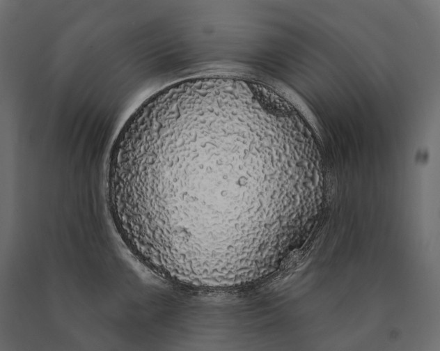 X0000090461099200708031235