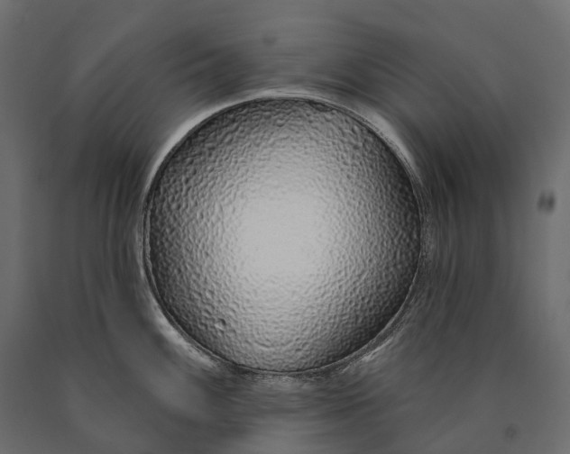 X0000090461100200708031235