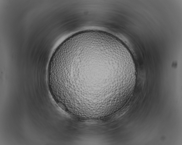 X0000090461199200708031233