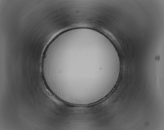 X0000090461236200708031233