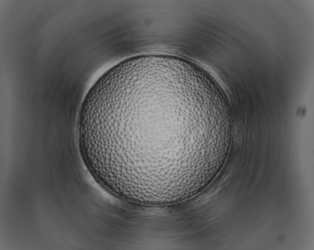 X0000090461387200708031231