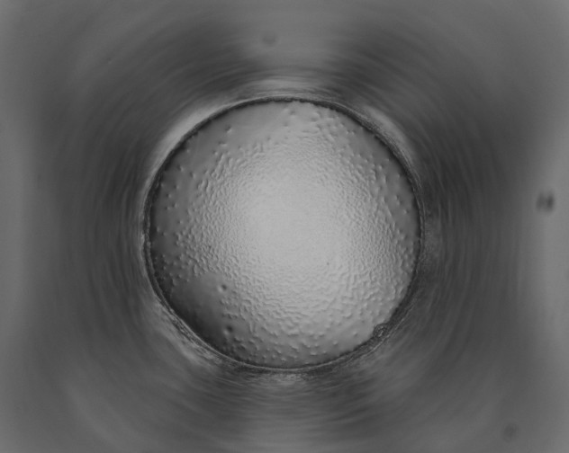 X0000090461435200708031231