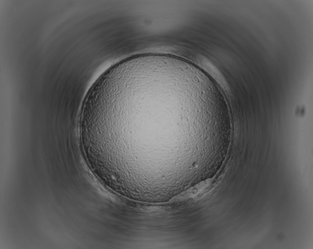 X0000090461436200708031231