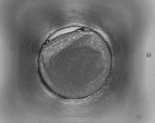 X0000090460009200708102121