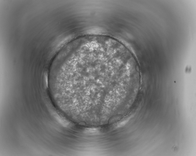 X0000090460061200708102120