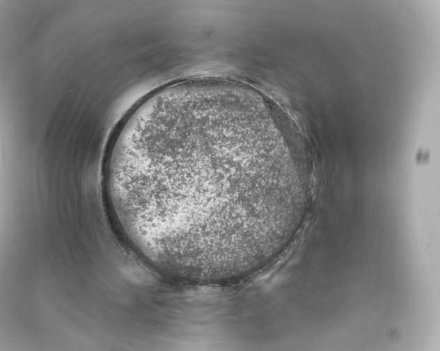 X0000090460196200708102118