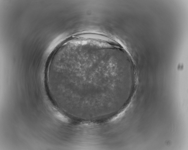 X0000090460199200708102118