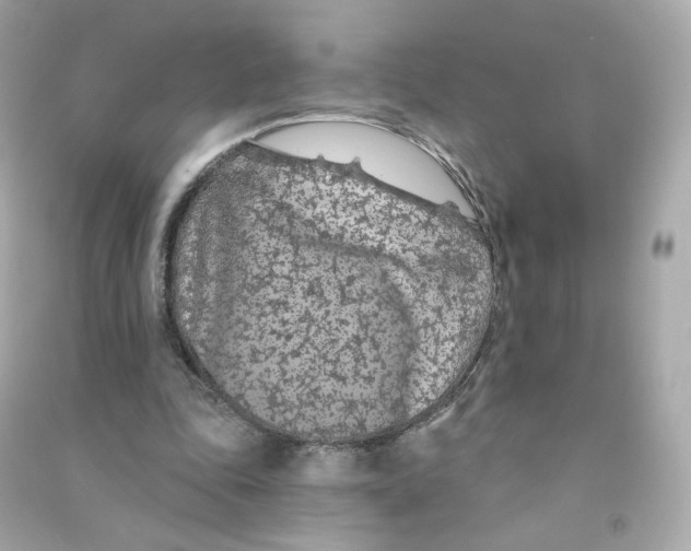 X0000090460343200708102116