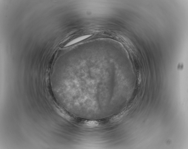 X0000090460409200708102115